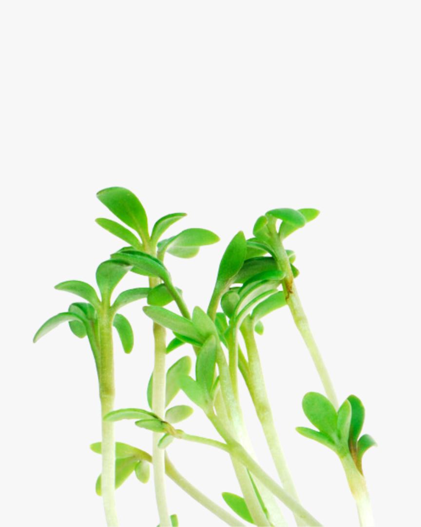 Swissforce® Anti-taches pigmentaires - 30ml