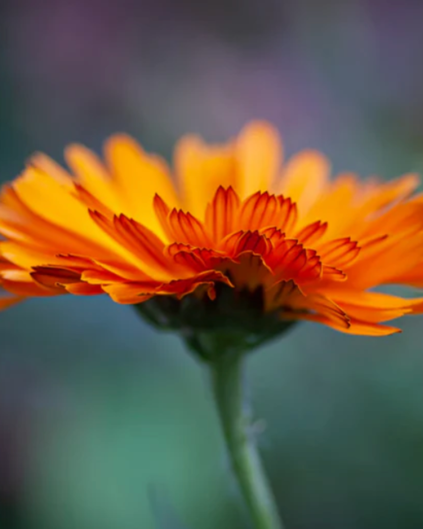 Swissforce® Anti-rougeurs - 30ml