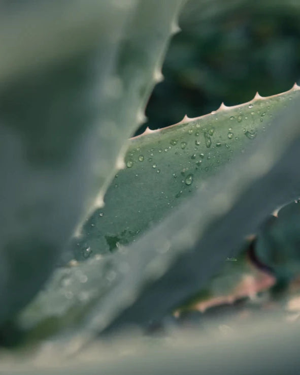 Swissforce® Peau parfaite - 150ml