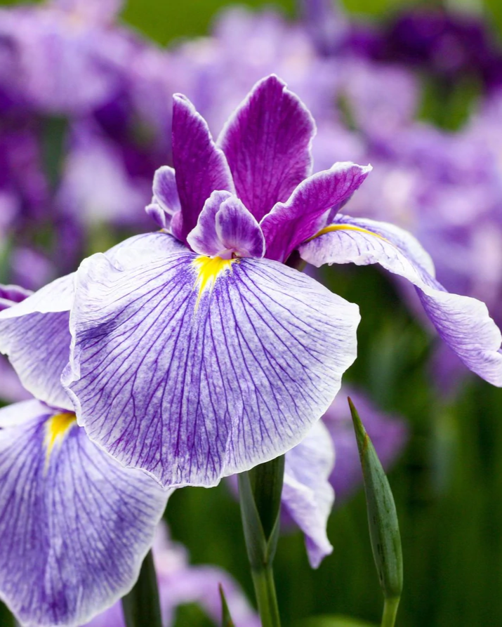 Swissforce® Anti-rides - 15ml